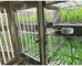 Komora do wzrostu roślin Liyi Sztuczna maszyna do kiełkowania nasion w klimacie Inkubator do wzrostu roślin i kolor jest niebieski