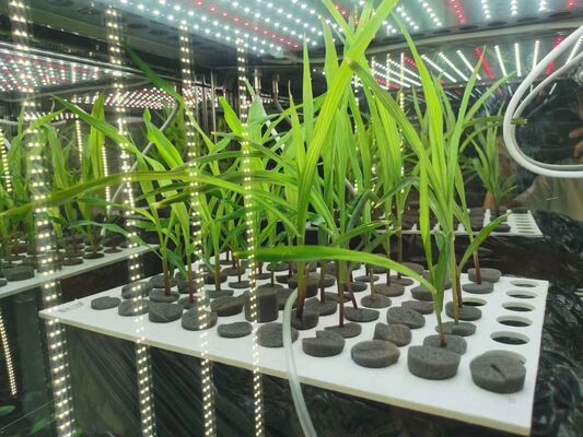 Cena LIYI 2-stronnej i 3-stronnej komory inkubacyjnej do testowania klimatu sztucznego środowiskowego z oświetleniem do sprzedaży