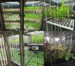 Cyfrowy wyświetlacz Sztuczna komora wzrostu roślin Inkubator klimatyczny do kiełkowania nasion
